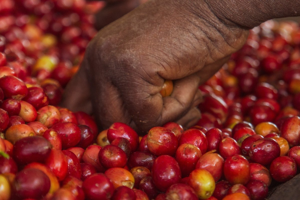 Café de Rwanda. Rwingyoni - Artisancoffee