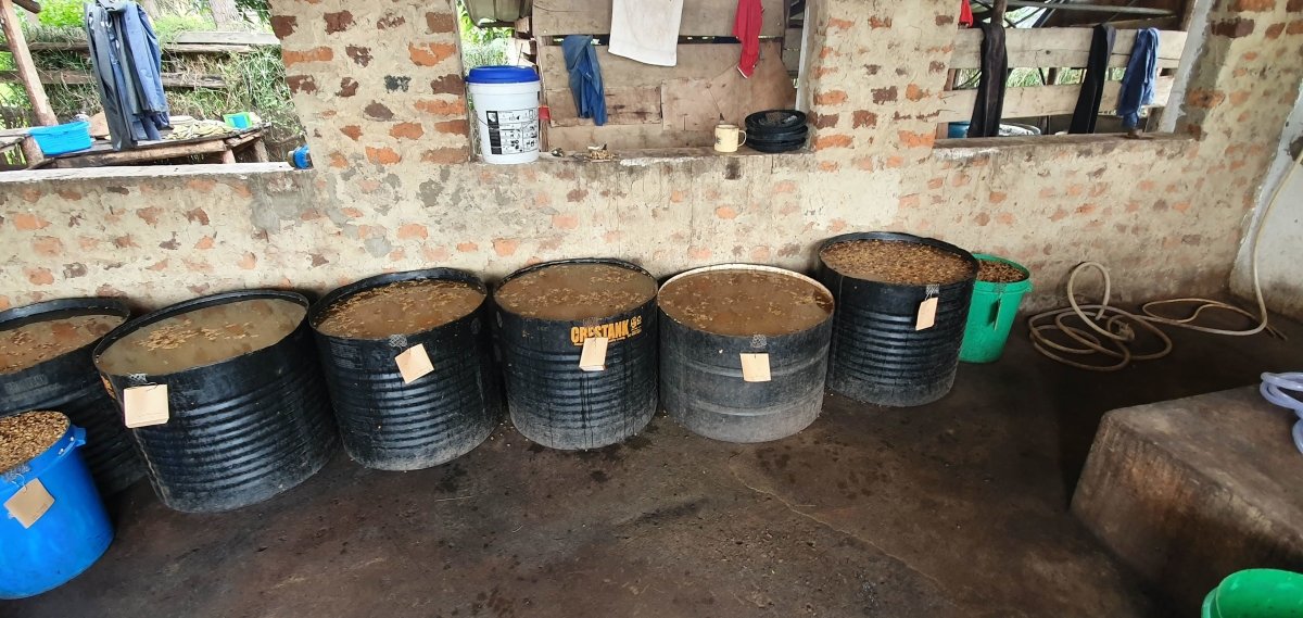 Café de Uganda. Kingha Collective - Artisancoffee