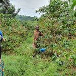 Café de Uganda. Kingha Collective - Artisancoffee