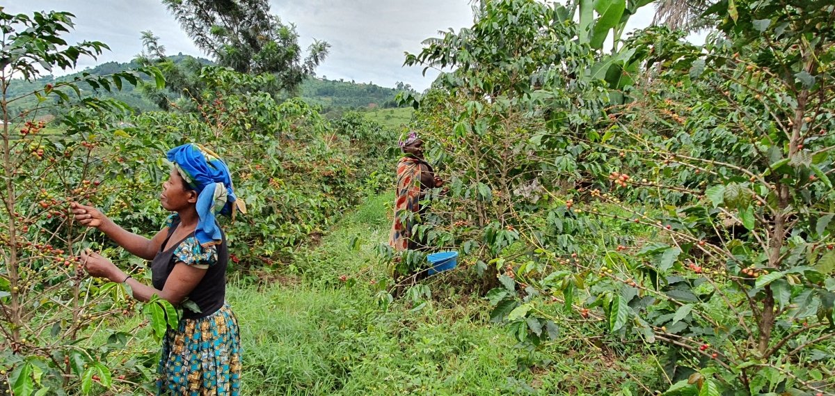 Café de Uganda. Kingha Collective - Artisancoffee