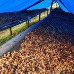 Café de Uganda. Kingha Collective - Artisancoffee