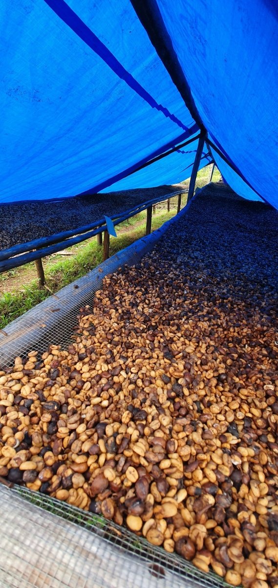 Café de Uganda. Kingha Collective - Artisancoffee