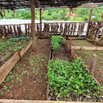 Café de Uganda. Kingha Collective - Artisancoffee