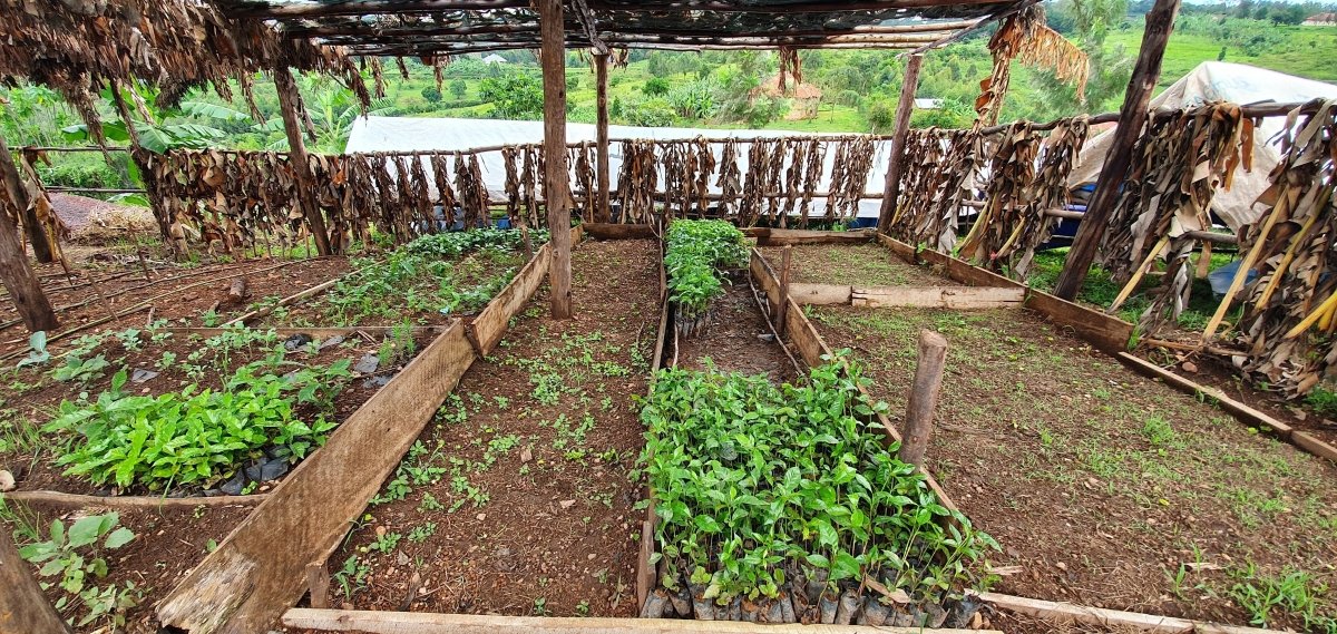 Café de Uganda. Kingha Collective - Artisancoffee