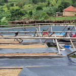 Café de Uganda. Kingha Collective - Artisancoffee