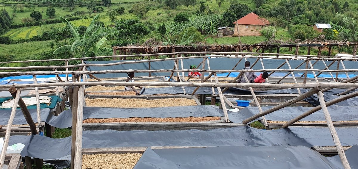 Café de Uganda. Kingha Collective - Artisancoffee