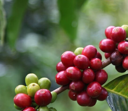 Café Descafeinado Mountain Water de Colombia. Zen - Artisancoffee