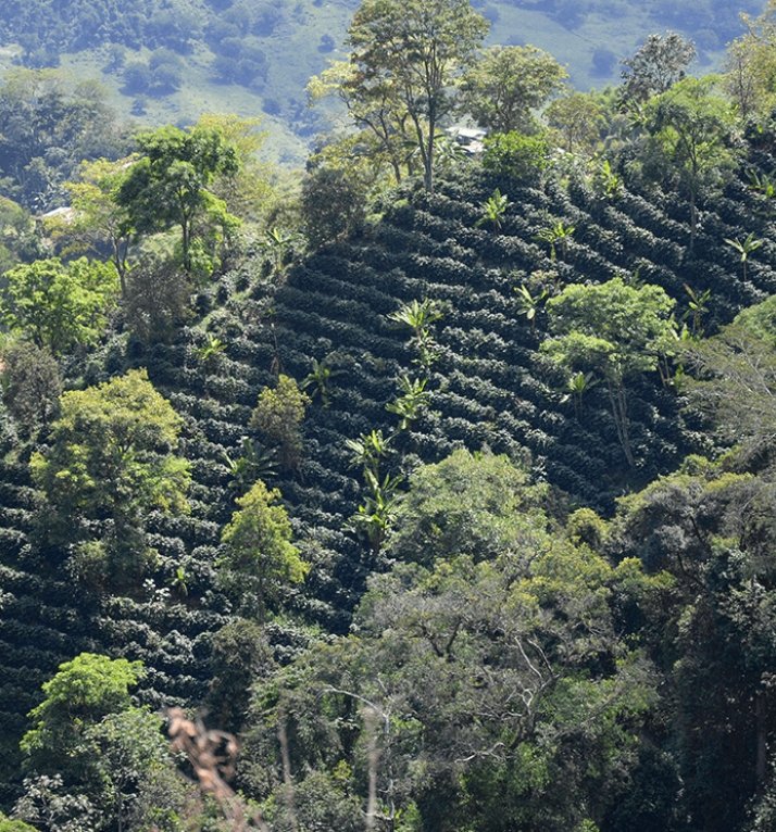 Café Descafeinado Mountain Water de Colombia. Zen - Artisancoffee