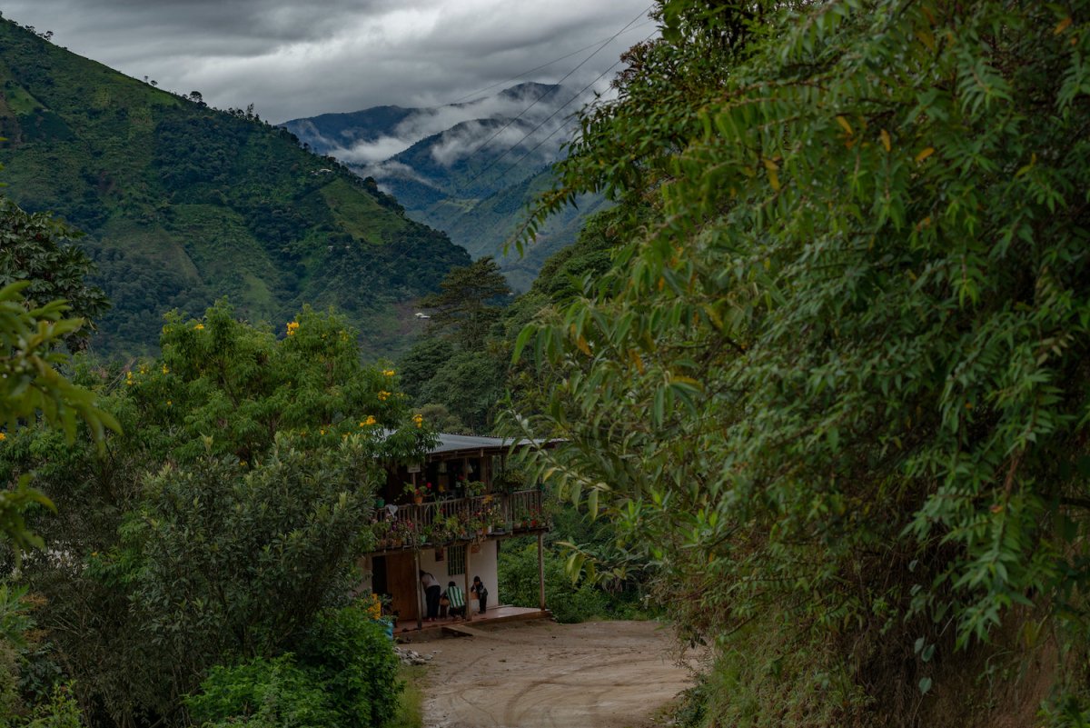 Café Descafeinado Sugar Cane de Colombia. La Fábrica - Artisancoffee