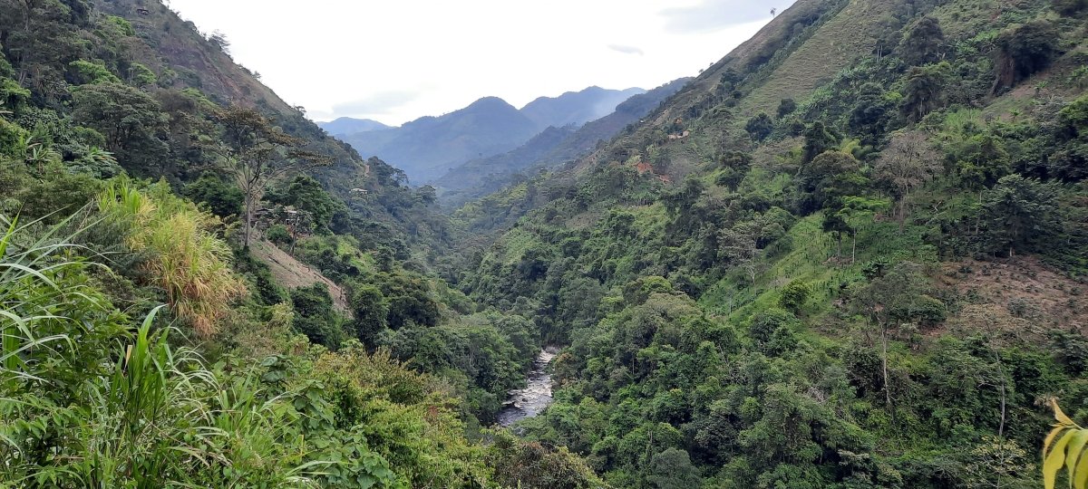 Café Descafeinado Sugar Cane de Colombia. La Fábrica - Artisancoffee