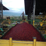 Café Descafeinado Swiss Water de Honduras - Artisancoffee