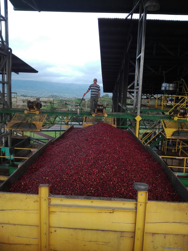 Café Descafeinado Swiss Water de Honduras - Artisancoffee