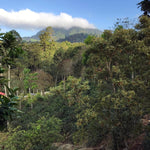 Café Descafeinado Swiss Water de Honduras - Artisancoffee