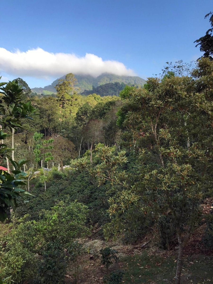 Café Descafeinado Swiss Water de Honduras - Artisancoffee
