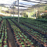 Café Descafeinado Swiss Water de Honduras - Artisancoffee