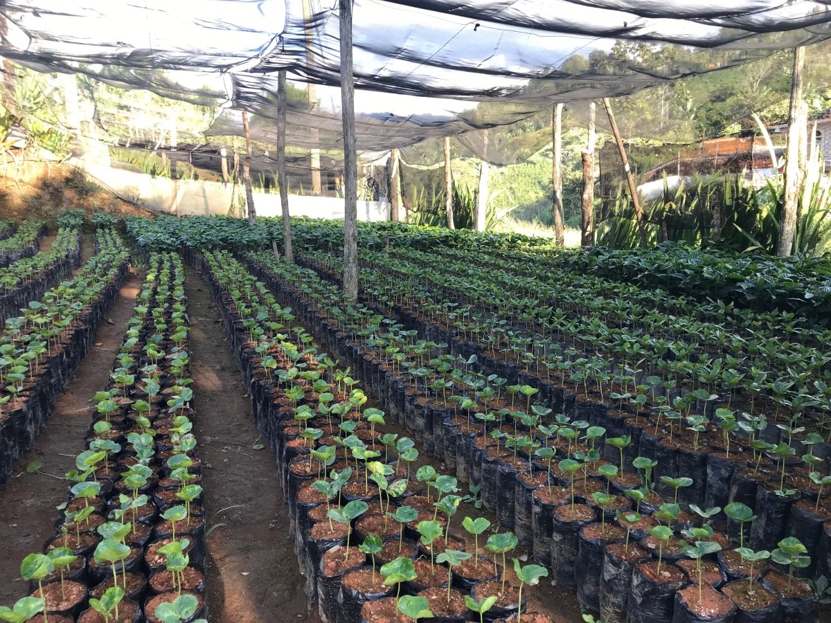 Café Descafeinado Swiss Water de Honduras - Artisancoffee