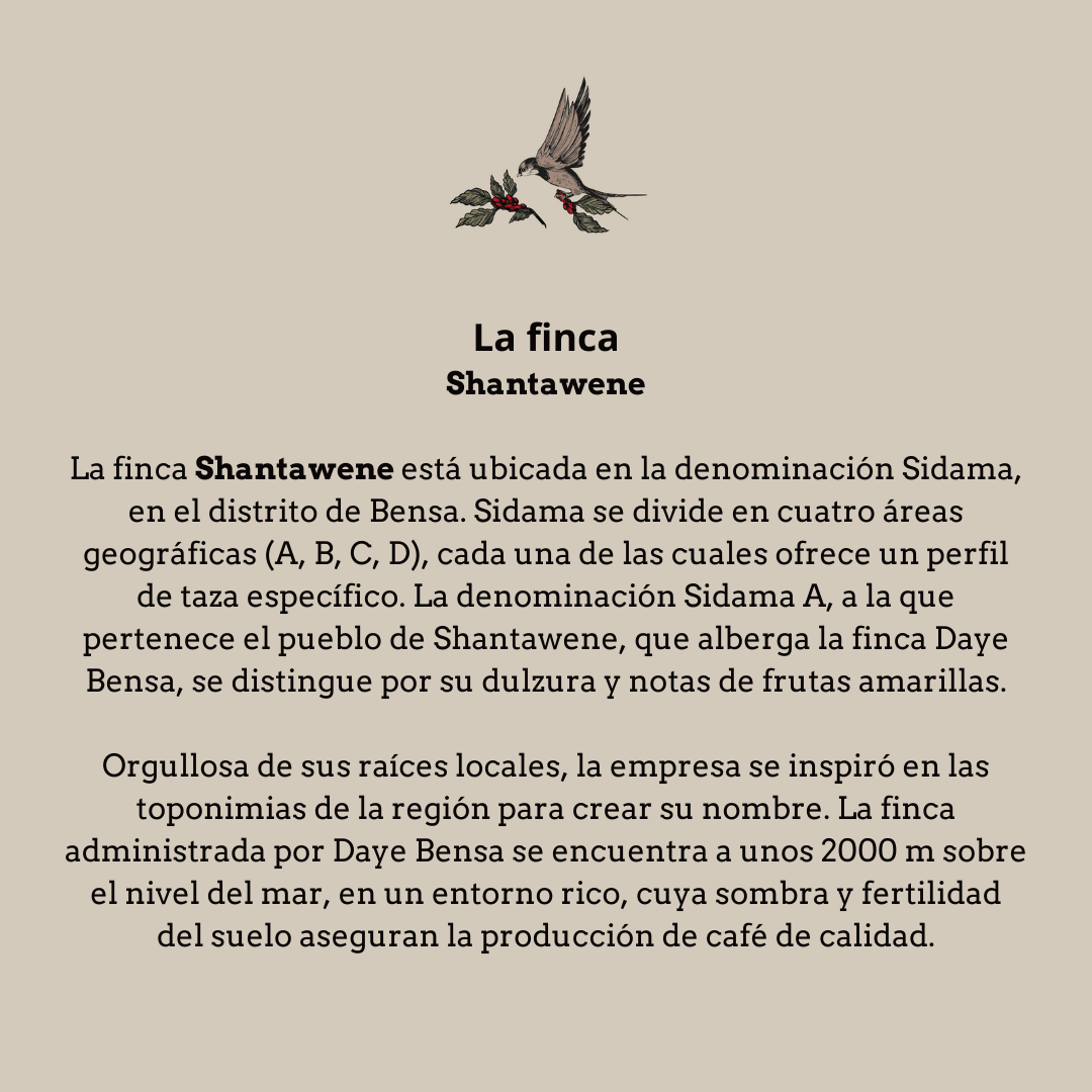 Daye Bensa. Etiopía - Artisancoffee