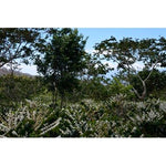 El Cuto. El Salvador - Artisancoffee