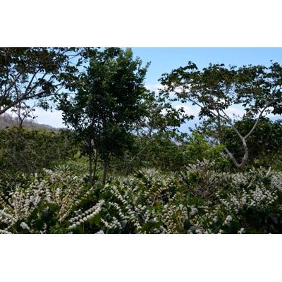 El Cuto. El Salvador - Artisancoffee