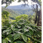 El Oasis. El Salvador - Artisancoffee