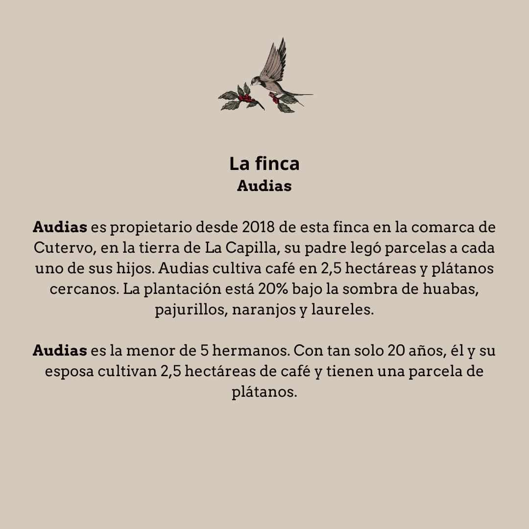 El Plátano. Perú - Artisancoffee
