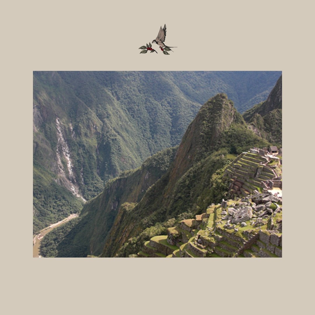 El Plátano. Perú - Artisancoffee