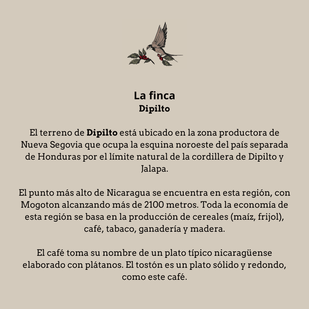El Tostón. Nicaragua - Artisancoffee