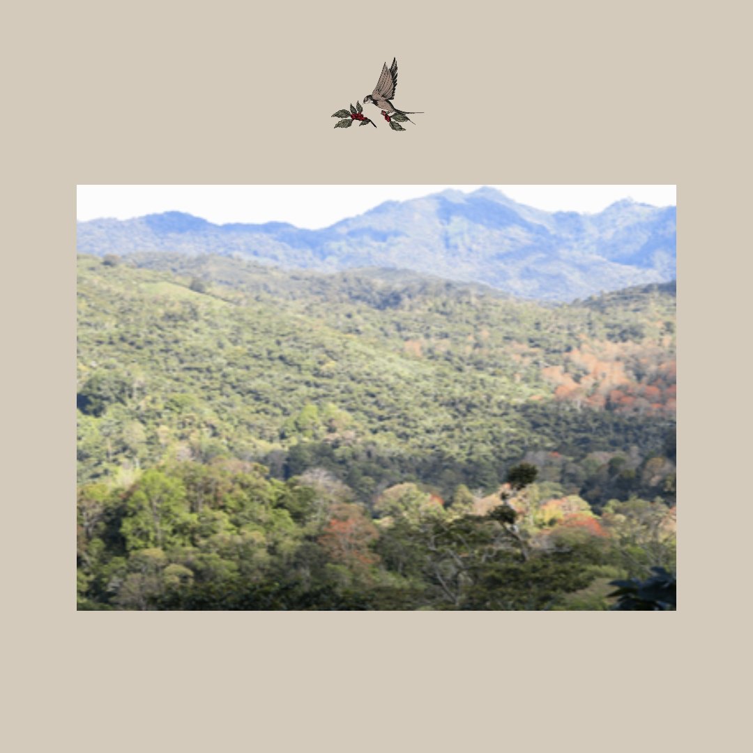 El Tostón. Nicaragua - Artisancoffee