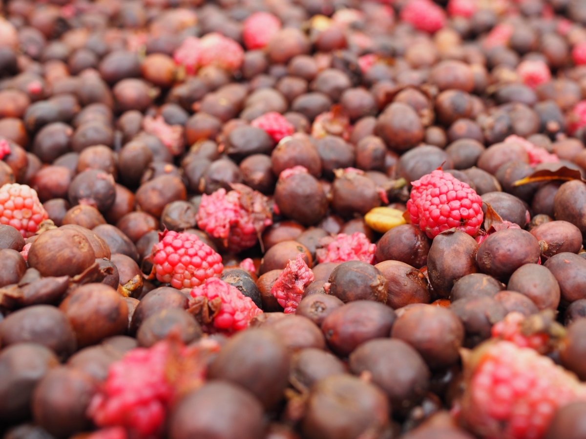 Finca el Jardín. Natural Mora. Café de Colombia - Artisancoffee