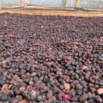 Finca el Jardín. Natural Mora. Café de Colombia - Artisancoffee