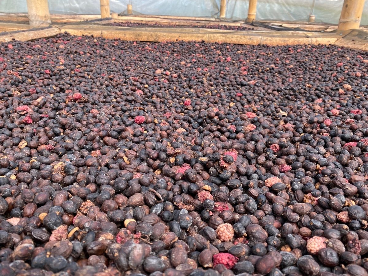 Finca el Jardín. Natural Mora. Café de Colombia - Artisancoffee