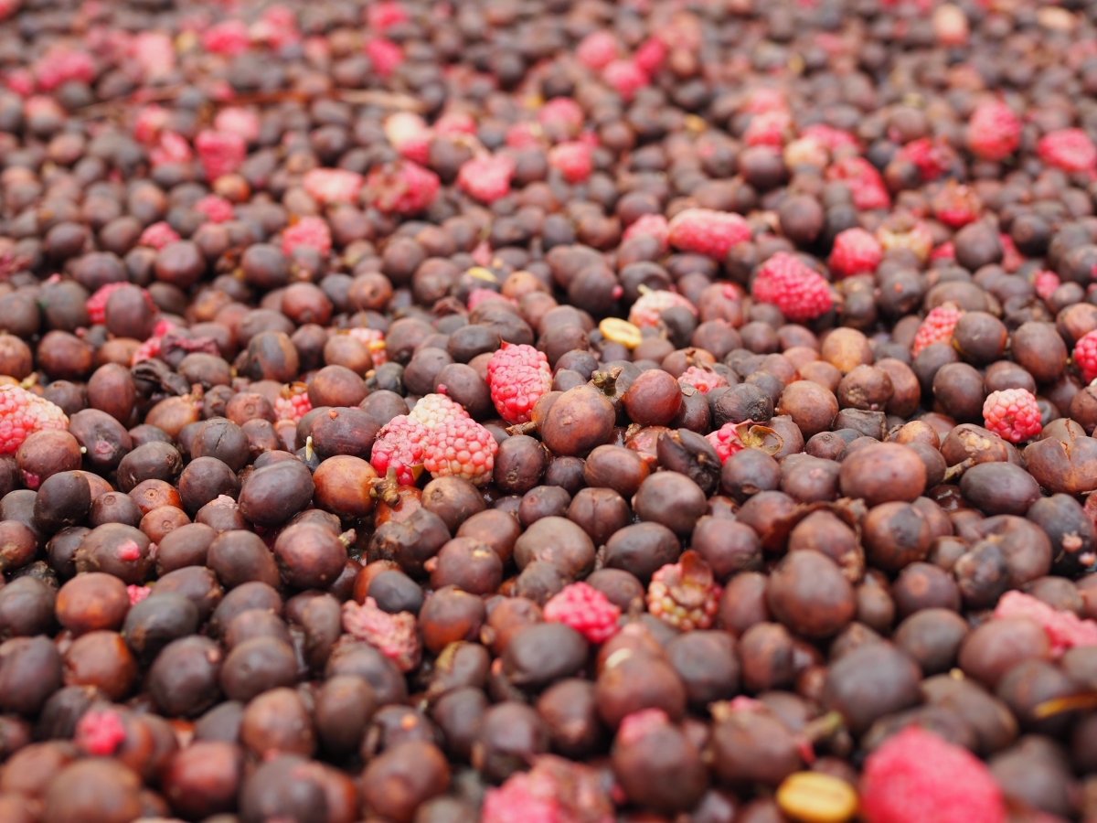 Finca el Jardín. Natural Mora. Café de Colombia - Artisancoffee