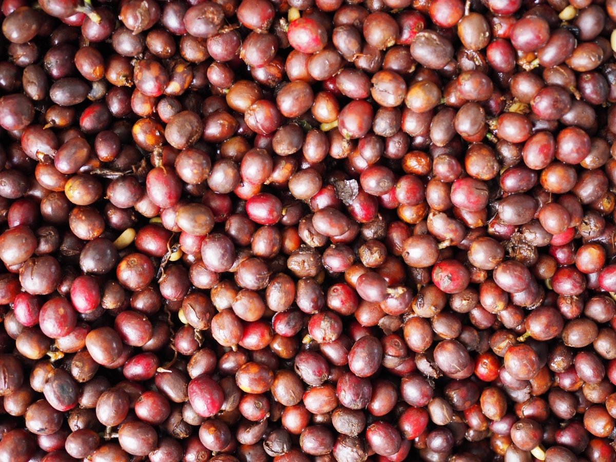 Finca el Jardín. Natural Piña. Café de Colombia - Artisancoffee