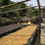 Finca Las Lomas. Café de Bolivia - Artisancoffee