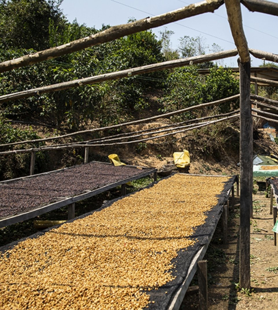 Finca Las Lomas. Café de Bolivia - Artisancoffee