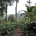 Geisha Finca Hartmann. Café de Panamá. Natural - Artisancoffee