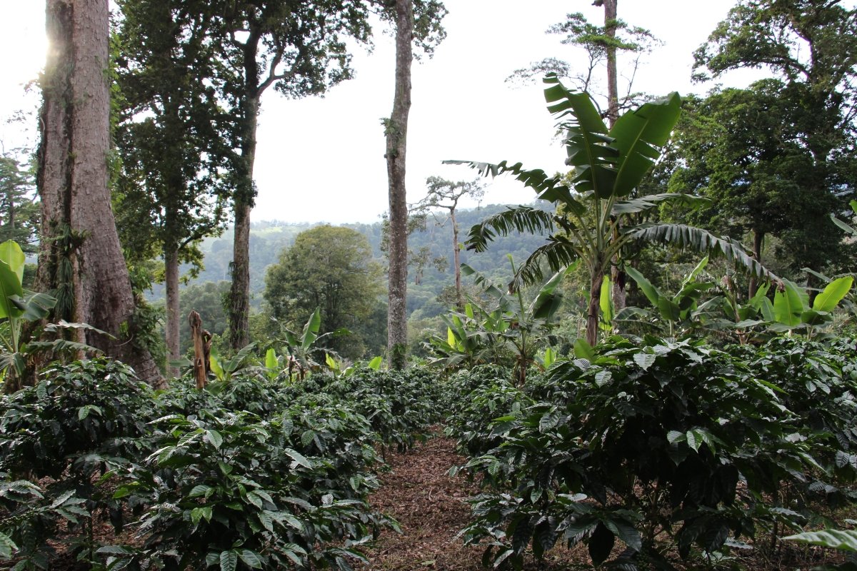 Geisha Finca Hartmann. Café de Panamá. Natural - Artisancoffee