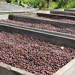 Geisha Finca Hartmann. Café de Panamá. Natural - Artisancoffee