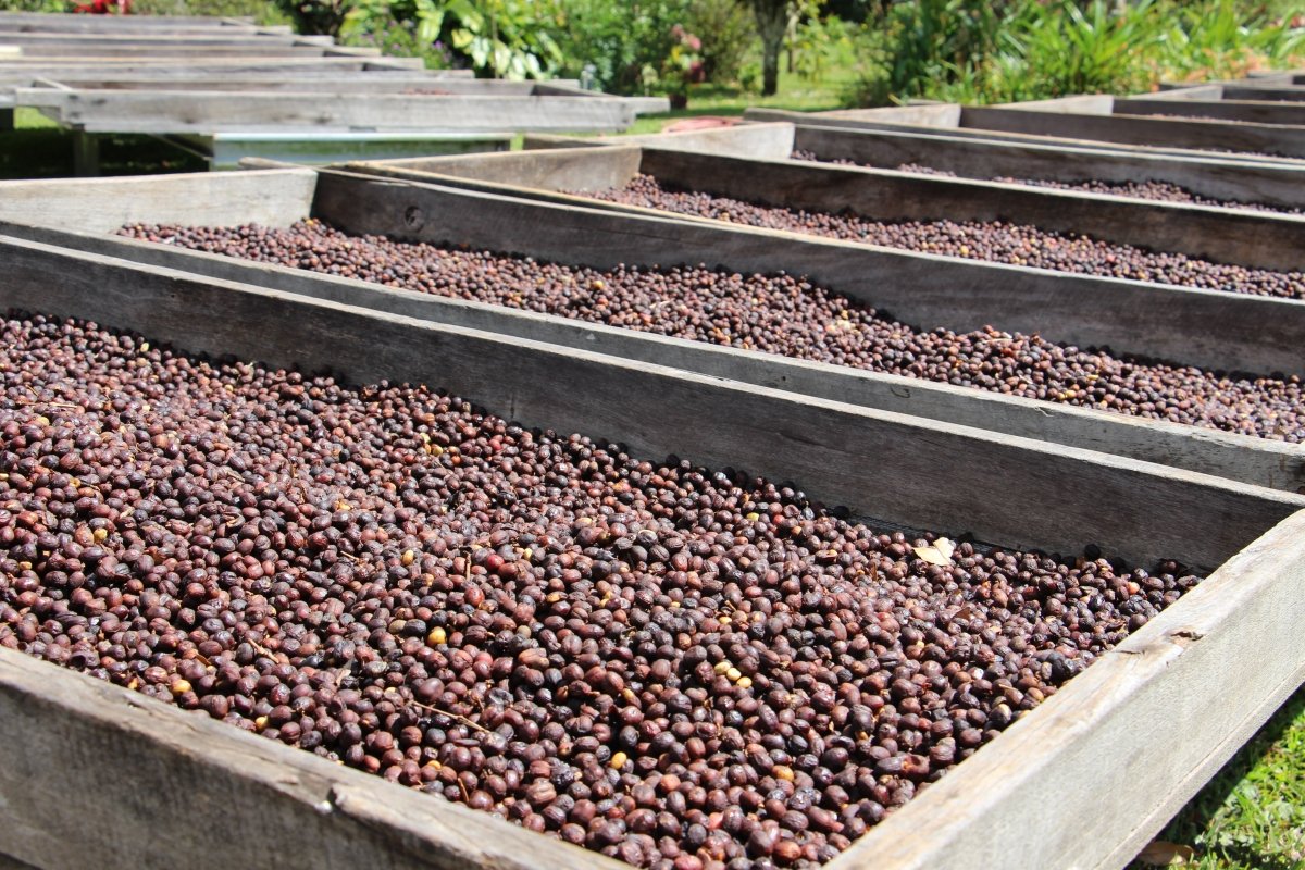 Geisha Finca Hartmann. Café de Panamá. Natural - Artisancoffee