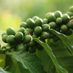 Geisha Finca Hartmann. Café de Panamá. Natural - Artisancoffee