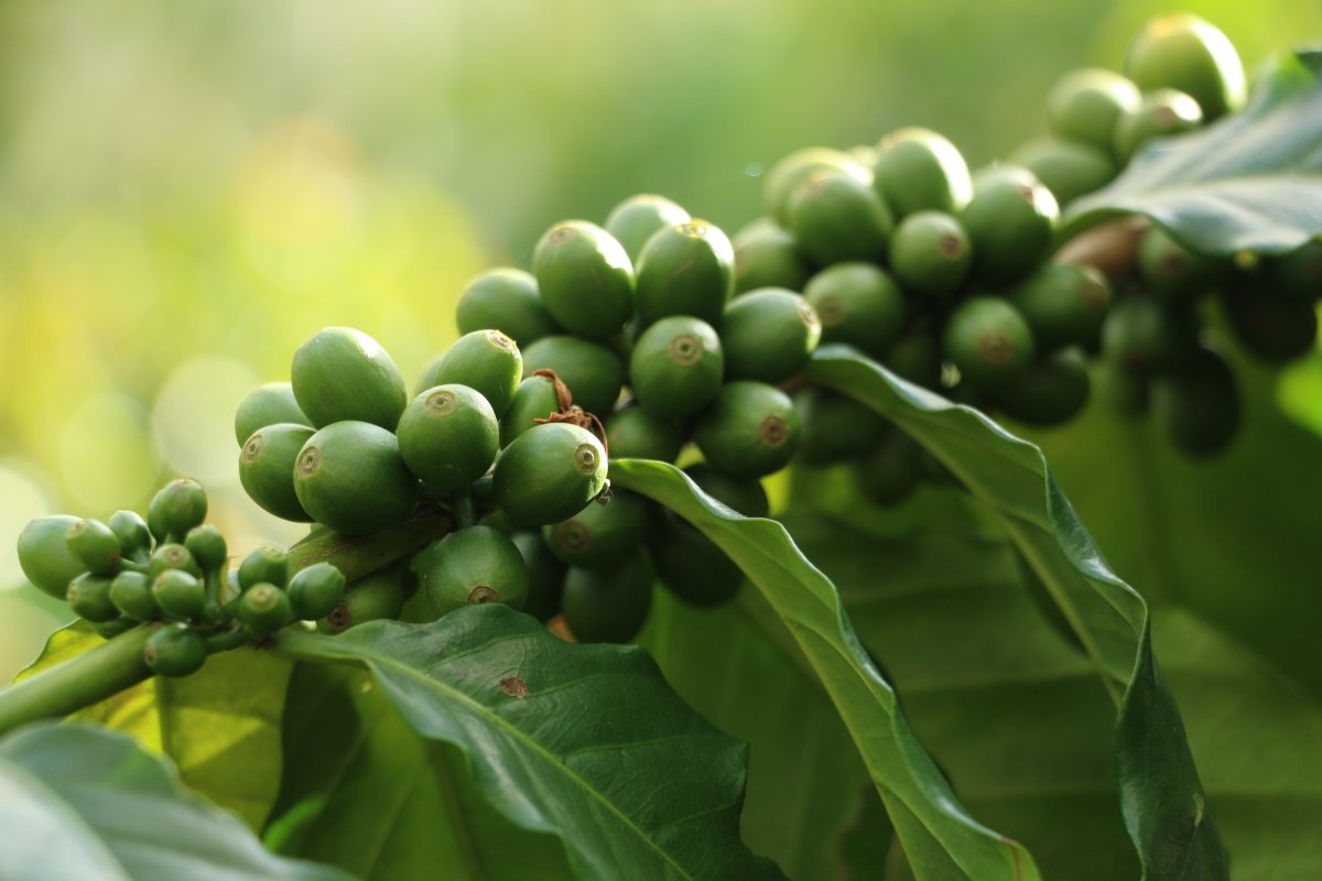 Geisha Finca Hartmann. Café de Panamá. Natural - Artisancoffee