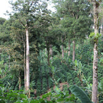 Geisha Finca Hartmann. Café de Panamá. Natural - Artisancoffee