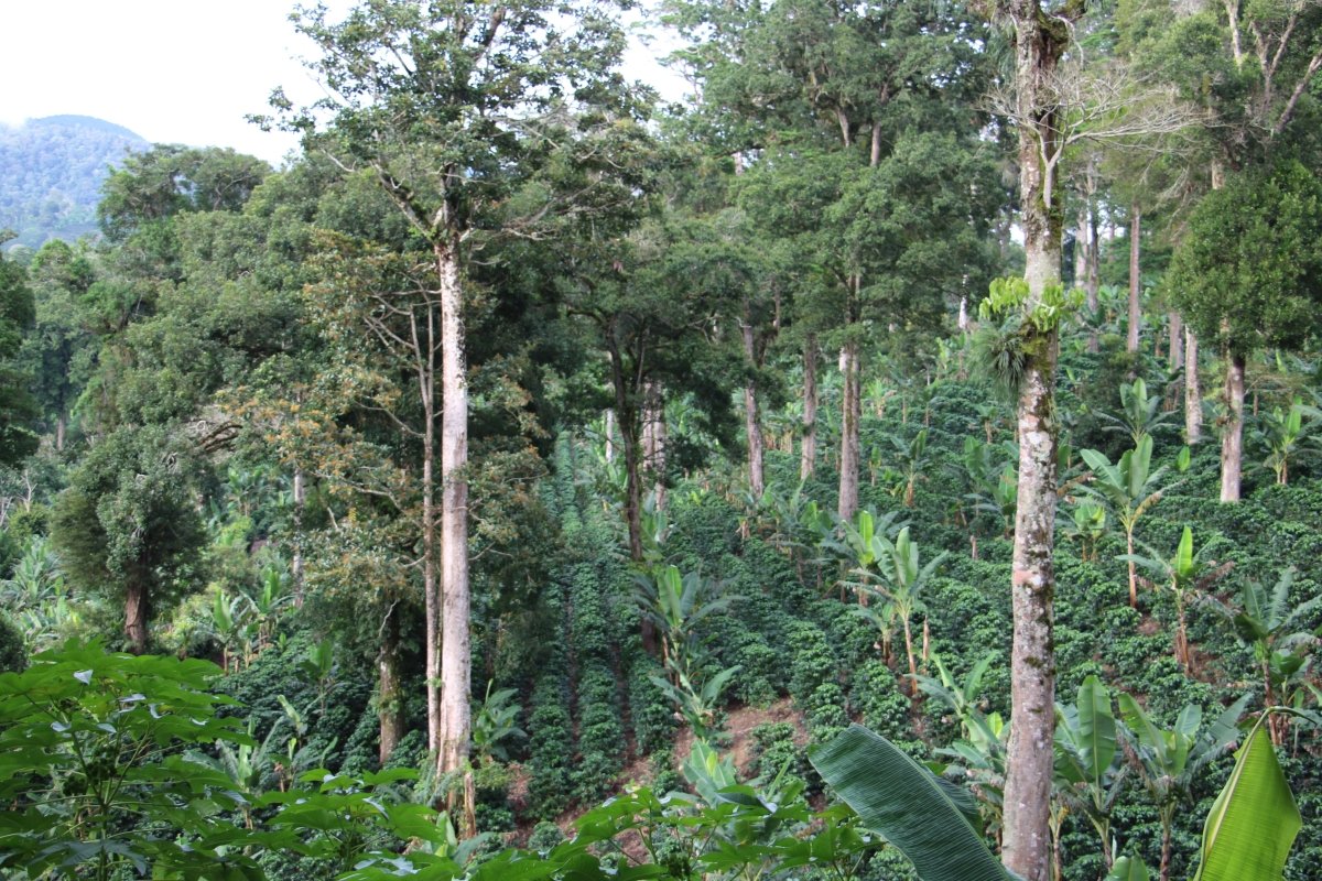 Geisha Finca Hartmann. Café de Panamá. Natural - Artisancoffee