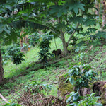 Geisha Finca Hartmann. Café de Panamá. Natural - Artisancoffee