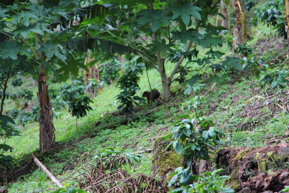 Geisha Finca Hartmann. Café de Panamá. Natural - Artisancoffee