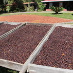 Geisha Finca Hartmann. Café de Panamá. Natural - Artisancoffee
