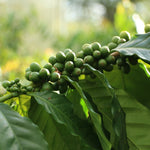 Geisha Finca La Inmaculada. Café de Colombia. Natural - Artisancoffee