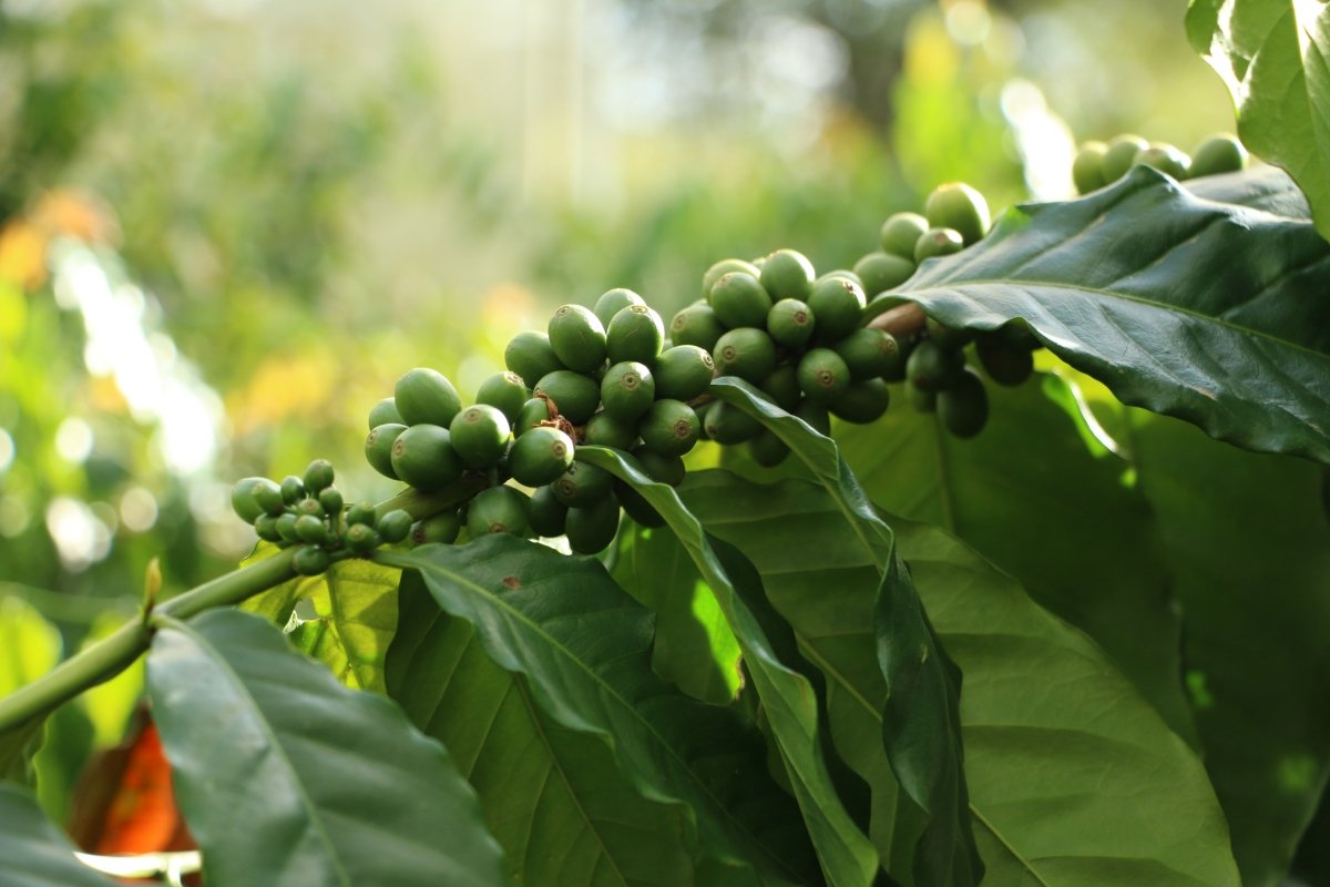 Geisha Finca La Inmaculada. Café de Colombia. Natural - Artisancoffee