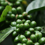 Geisha Finca La Inmaculada. Café de Colombia. Natural - Artisancoffee