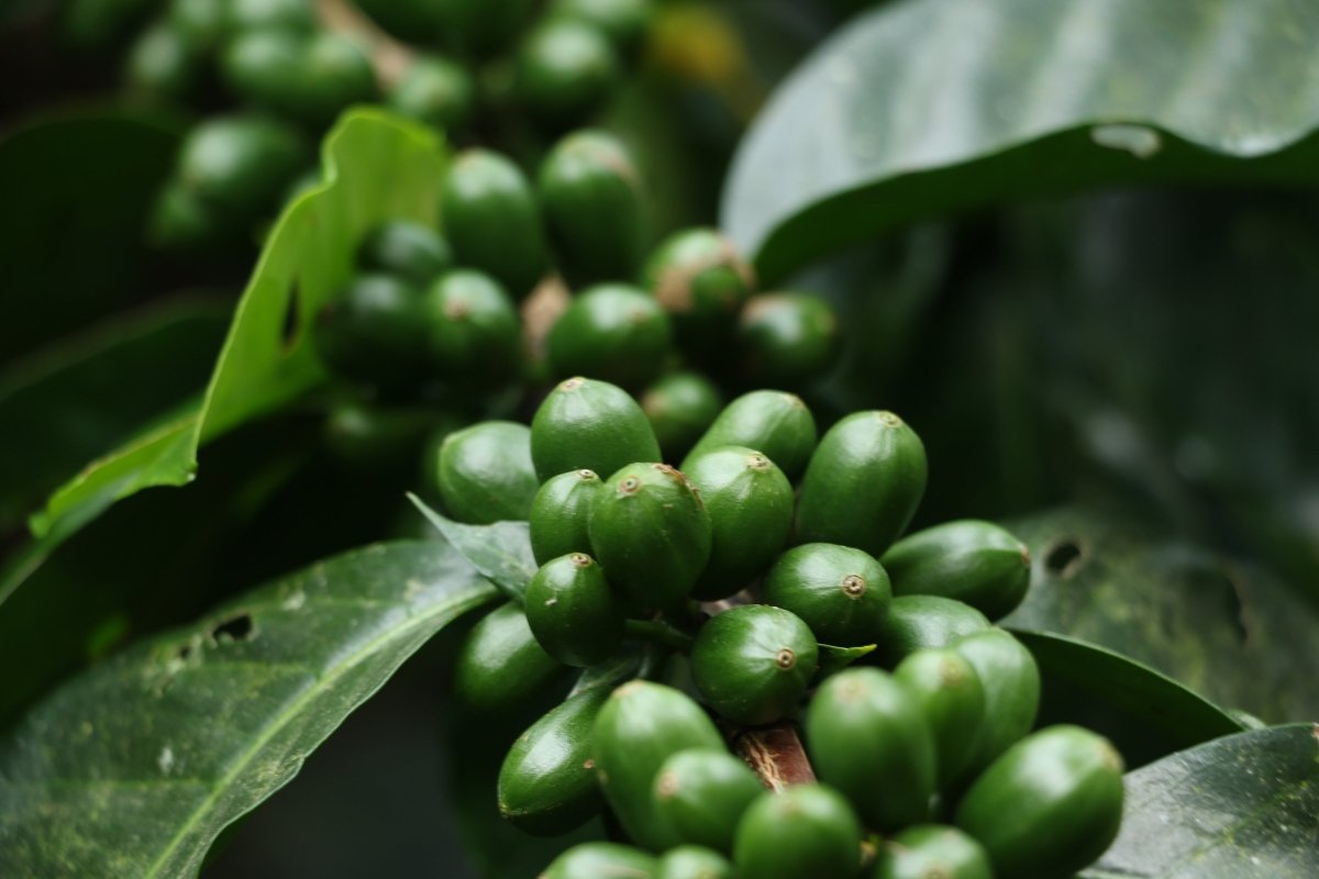 Geisha Finca La Inmaculada. Café de Colombia. Natural - Artisancoffee